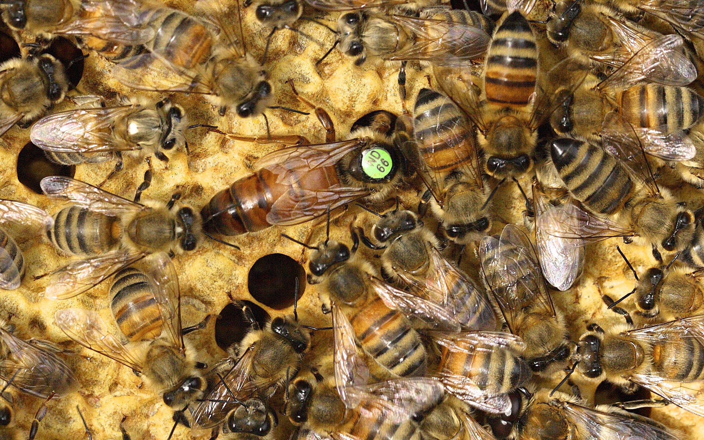 Bienen Kandula115 Kopie